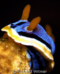 Chromodoris Annae. Anilao, Philippines.  Canon G9/Ikelite... by Richard Witmer 